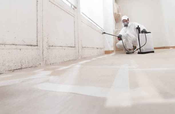 24/7 Emergency Mold Removal experts in Hillside, NJ