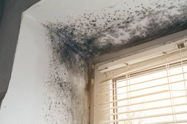 Affordable Mold Removal solutions in Hillside, NJ